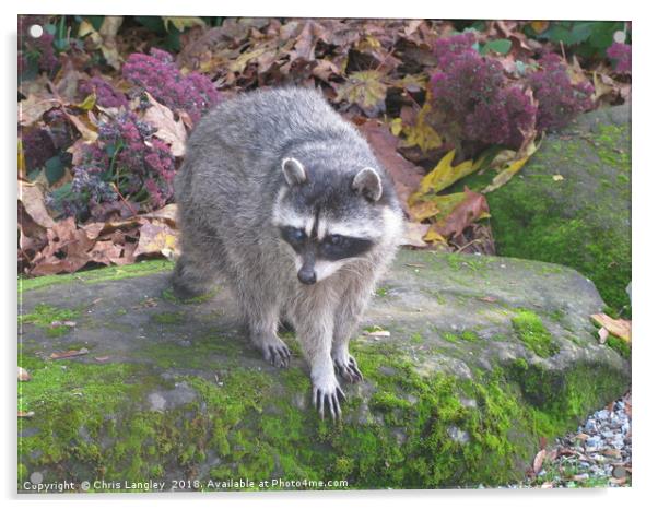 North American Raccoon. Acrylic by Chris Langley