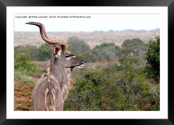Kudu Enduring The Rain Framed Mounted Print by Pete Leyland