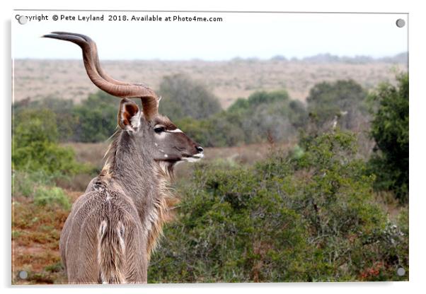 Kudu Enduring The Rain Acrylic by Pete Leyland