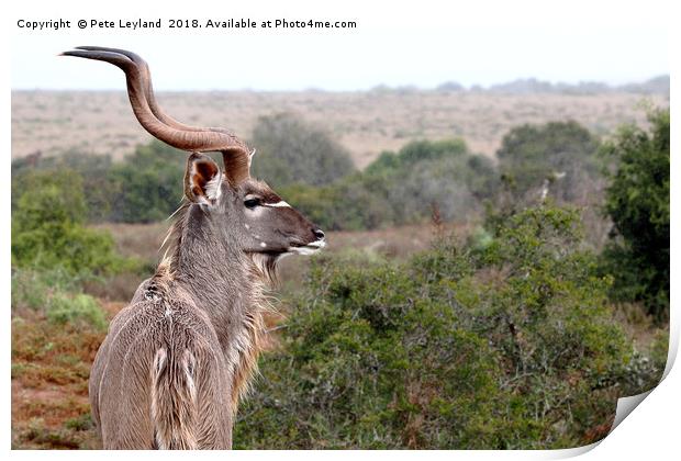 Kudu Enduring The Rain Print by Pete Leyland