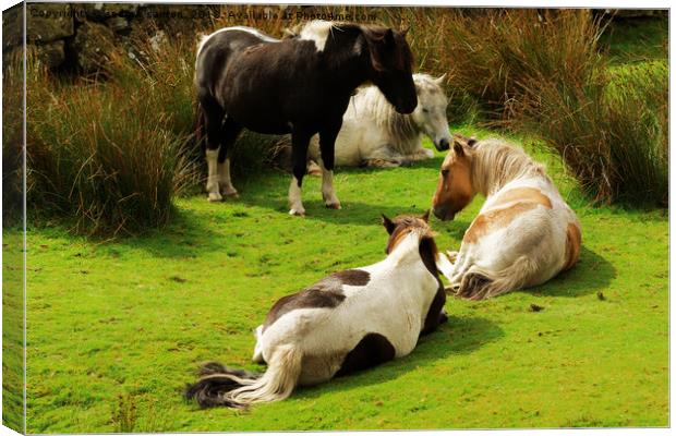 LAZY PONIES Canvas Print by andrew saxton