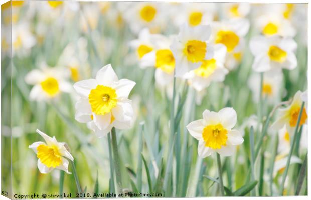 White and yellow daffodils Canvas Print by steve ball