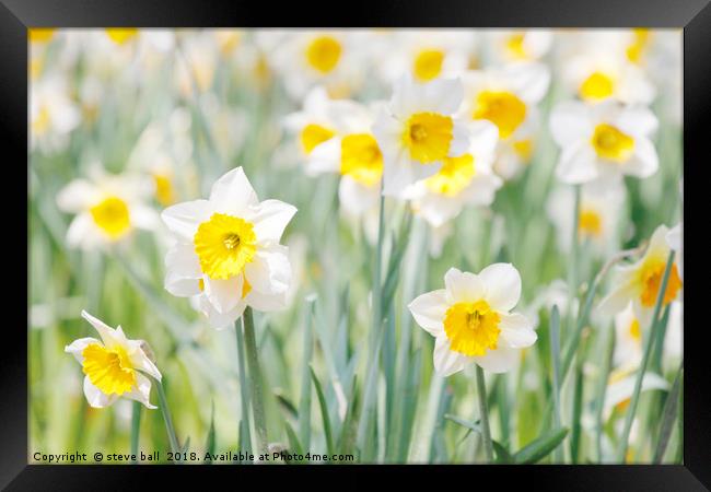 White and yellow daffodils Framed Print by steve ball