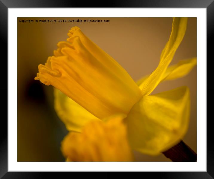 Daffodil. Framed Mounted Print by Angela Aird