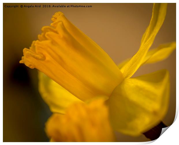 Daffodil. Print by Angela Aird