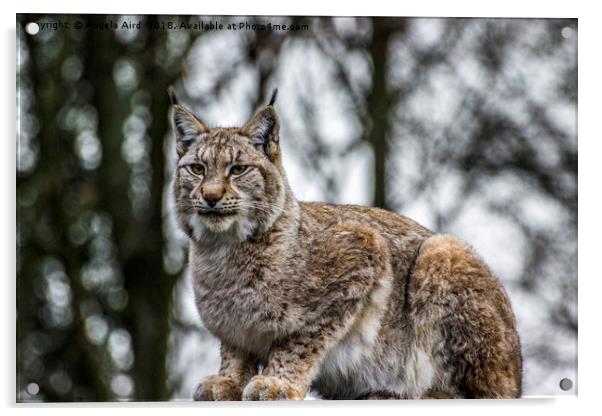Lynx. Acrylic by Angela Aird