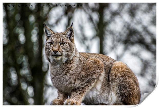 Lynx. Print by Angela Aird