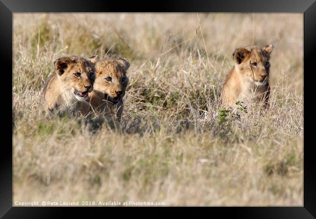 Lion Cubs Framed Print by Pete Leyland