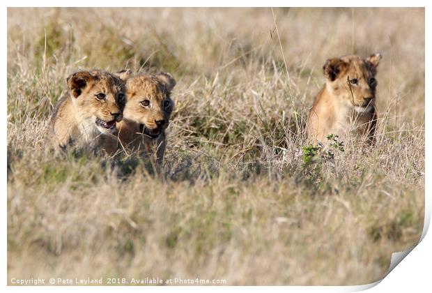 Lion Cubs Print by Pete Leyland