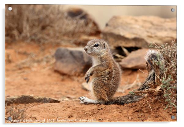 Baby Ground Squirrel Acrylic by Pete Leyland