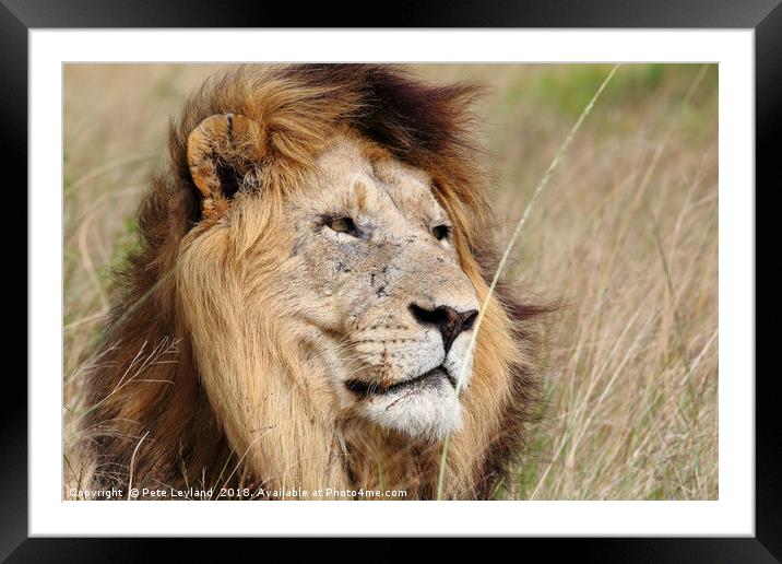 The Lion King Framed Mounted Print by Pete Leyland