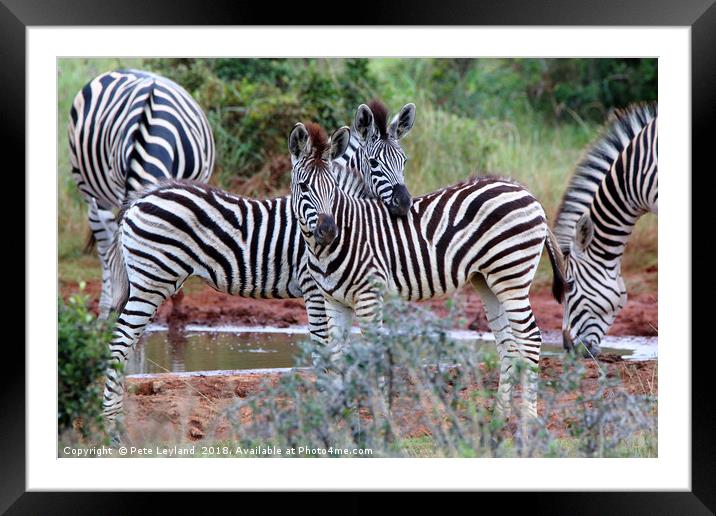 Striped Friends Framed Mounted Print by Pete Leyland
