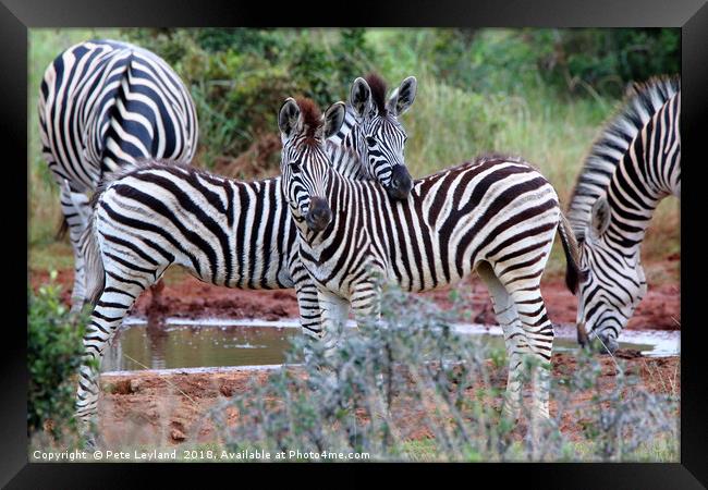 Striped Friends Framed Print by Pete Leyland