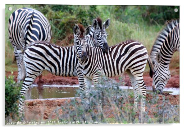 Striped Friends Acrylic by Pete Leyland