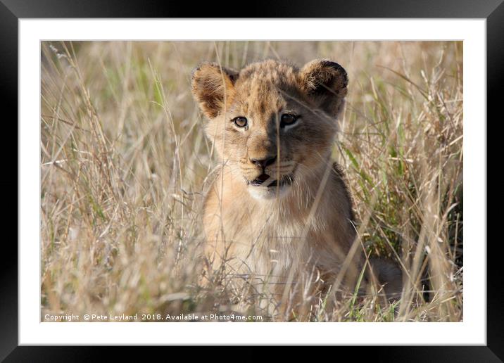 Lion Cub Framed Mounted Print by Pete Leyland