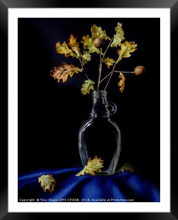 LEAF FALL Framed Mounted Print by Tony Sharp LRPS CPAGB