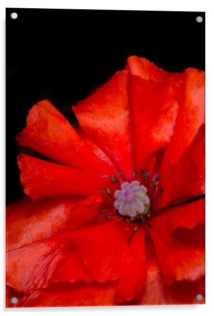 Red Poppy Acrylic by Kelly Bailey