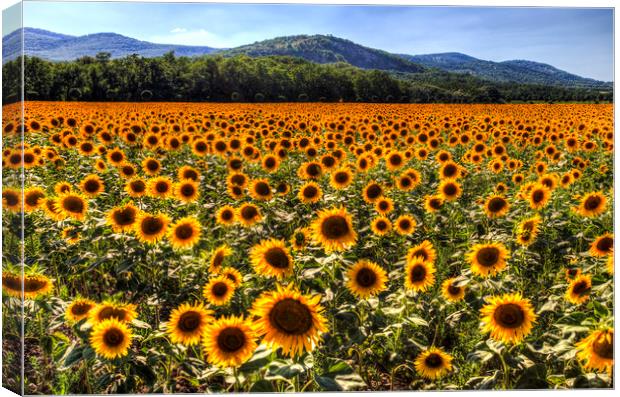 Sunflower Fields Of Summer  Canvas Print by David Pyatt