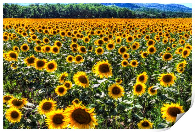 Sunflower Fields Of Dreams  Print by David Pyatt