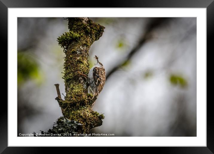 Tree Creeper Framed Mounted Print by Drew Davies