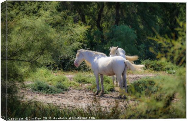 Camargue White Horses Canvas Print by Jim Key