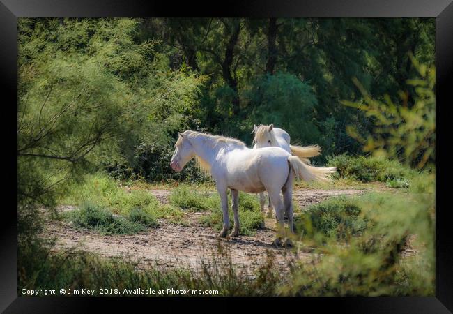 Camargue White Horses Framed Print by Jim Key