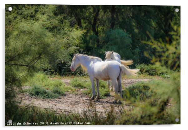 Camargue White Horses Acrylic by Jim Key