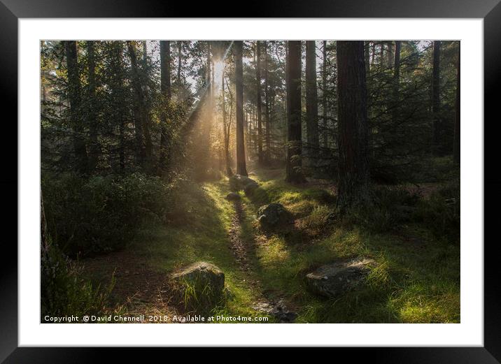 Forest Sunshine    Framed Mounted Print by David Chennell