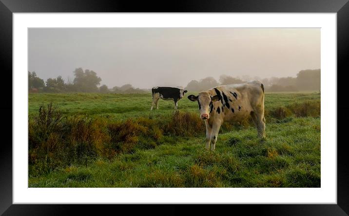 Cattle on the Common Framed Mounted Print by Kelly Bailey