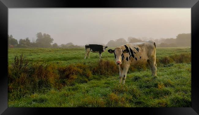 Cattle on the Common Framed Print by Kelly Bailey