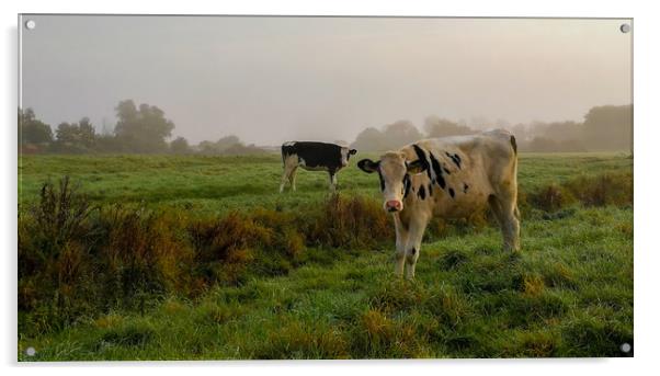 Cattle on the Common Acrylic by Kelly Bailey