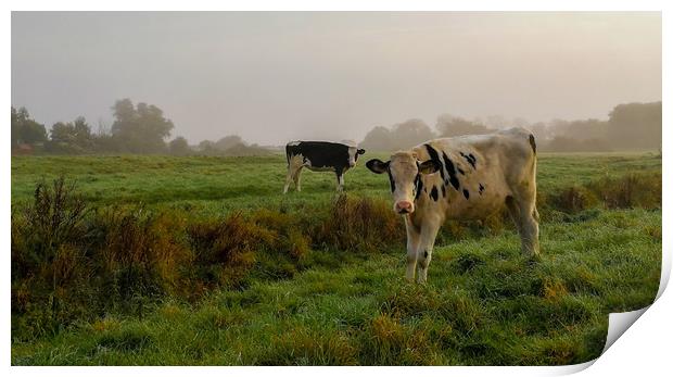 Cattle on the Common Print by Kelly Bailey