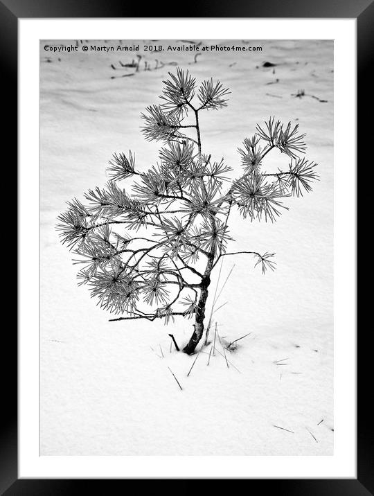 Waiting for Spring Framed Mounted Print by Martyn Arnold
