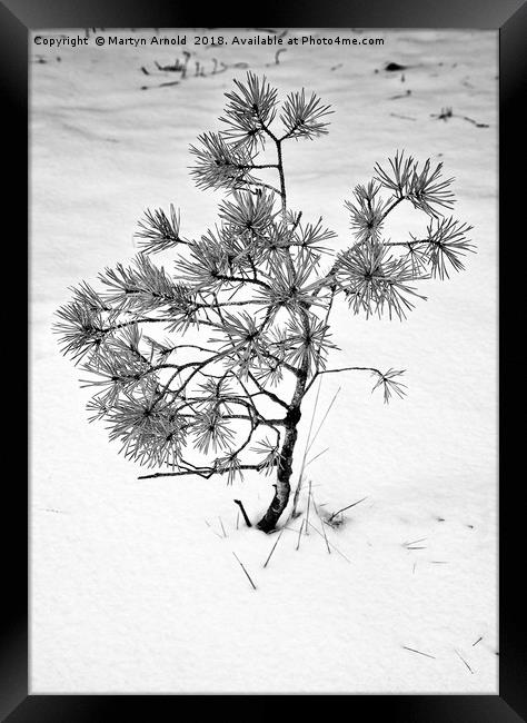 Waiting for Spring Framed Print by Martyn Arnold