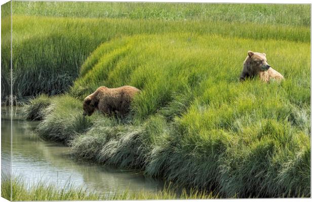 Two Brown Bear Cubs in a Meadow of Variegated Gree Canvas Print by Belinda Greb