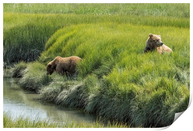 Two Brown Bear Cubs in a Meadow of Variegated Gree Print by Belinda Greb