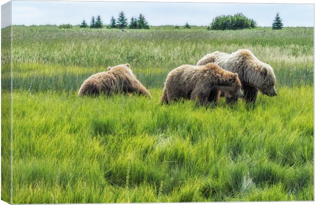 A Mother and Her Two Cubs, No. 2 Canvas Print by Belinda Greb