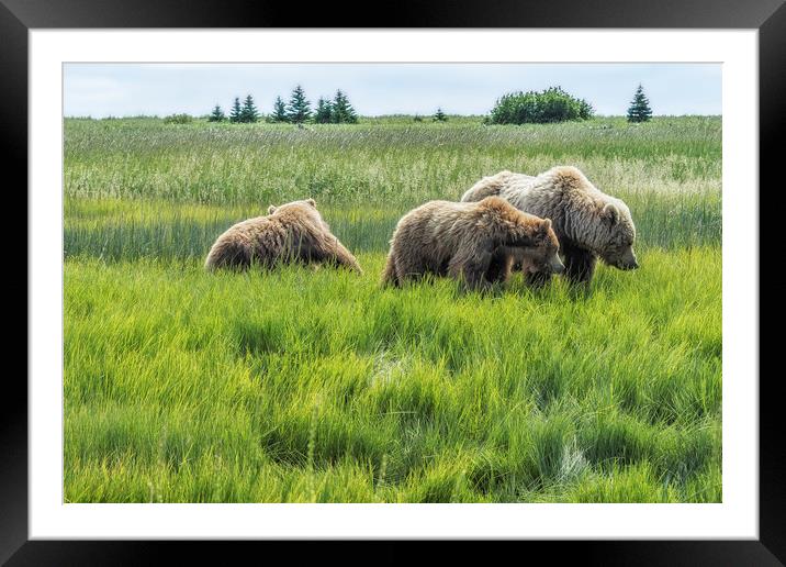 A Mother and Her Two Cubs, No. 2 Framed Mounted Print by Belinda Greb