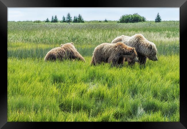 A Mother and Her Two Cubs, No. 2 Framed Print by Belinda Greb