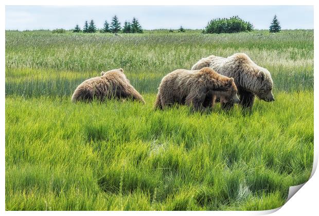 A Mother and Her Two Cubs, No. 2 Print by Belinda Greb
