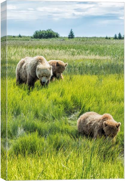 A Mother and Her Two Cubs, No. 3 Canvas Print by Belinda Greb