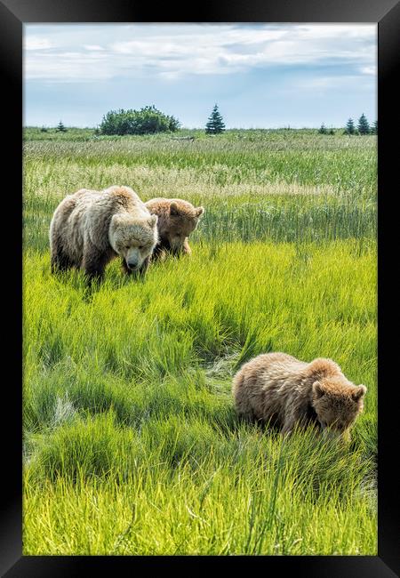 A Mother and Her Two Cubs, No. 3 Framed Print by Belinda Greb