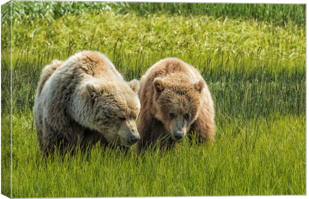 Eating Side by Side Canvas Print by Belinda Greb