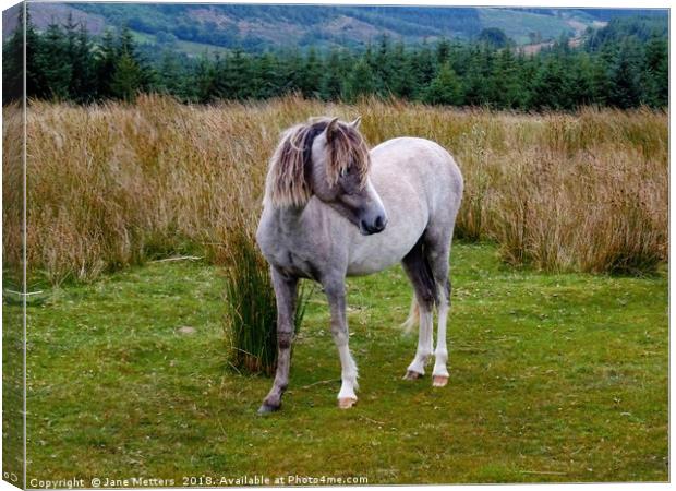 Welsh Mountain Pony Canvas Print by Jane Metters