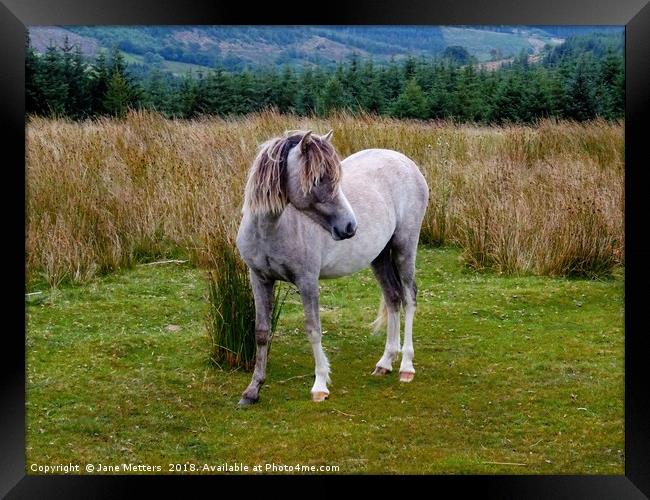 Welsh Mountain Pony Framed Print by Jane Metters