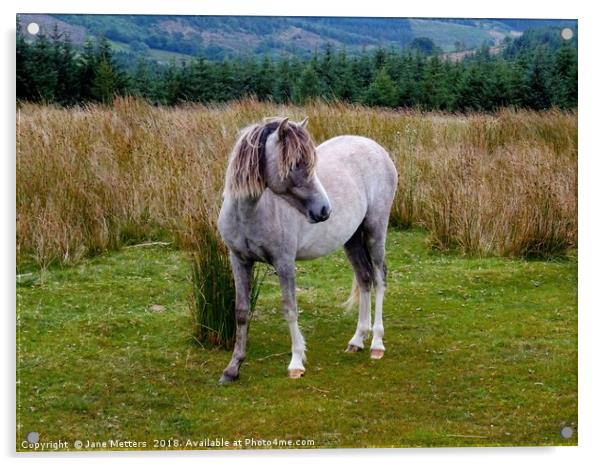 Welsh Mountain Pony Acrylic by Jane Metters