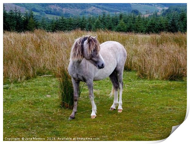 Welsh Mountain Pony Print by Jane Metters