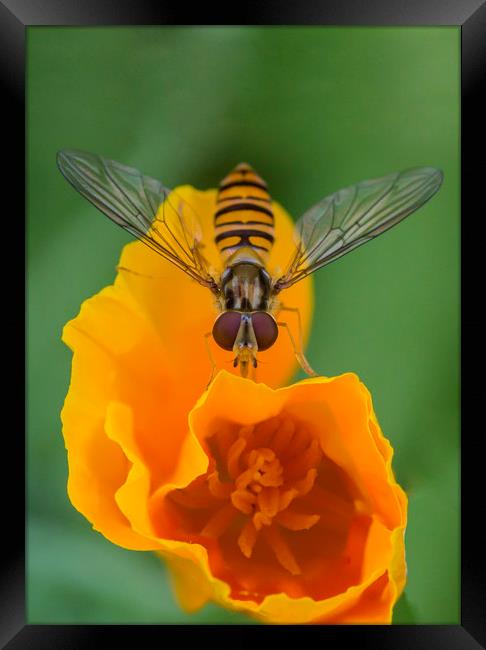 Hover on Yellow Flower Framed Print by Kelly Bailey