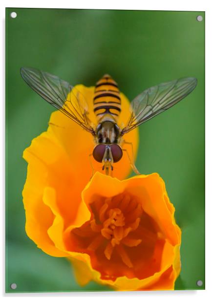 Hover on Yellow Flower Acrylic by Kelly Bailey