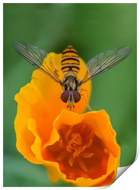Hover on Yellow Flower Print by Kelly Bailey